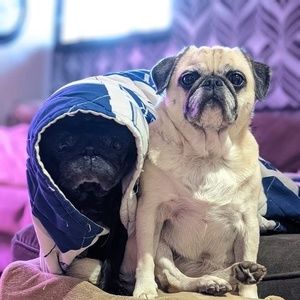 Meet your Posher, Leonard